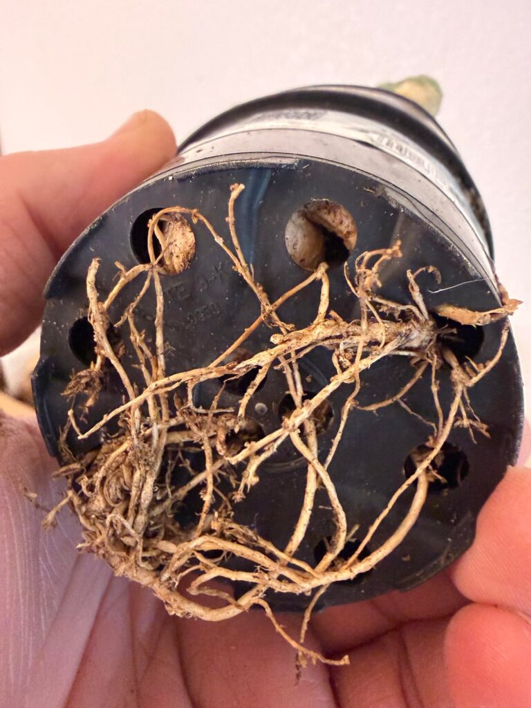Some thick roots in there