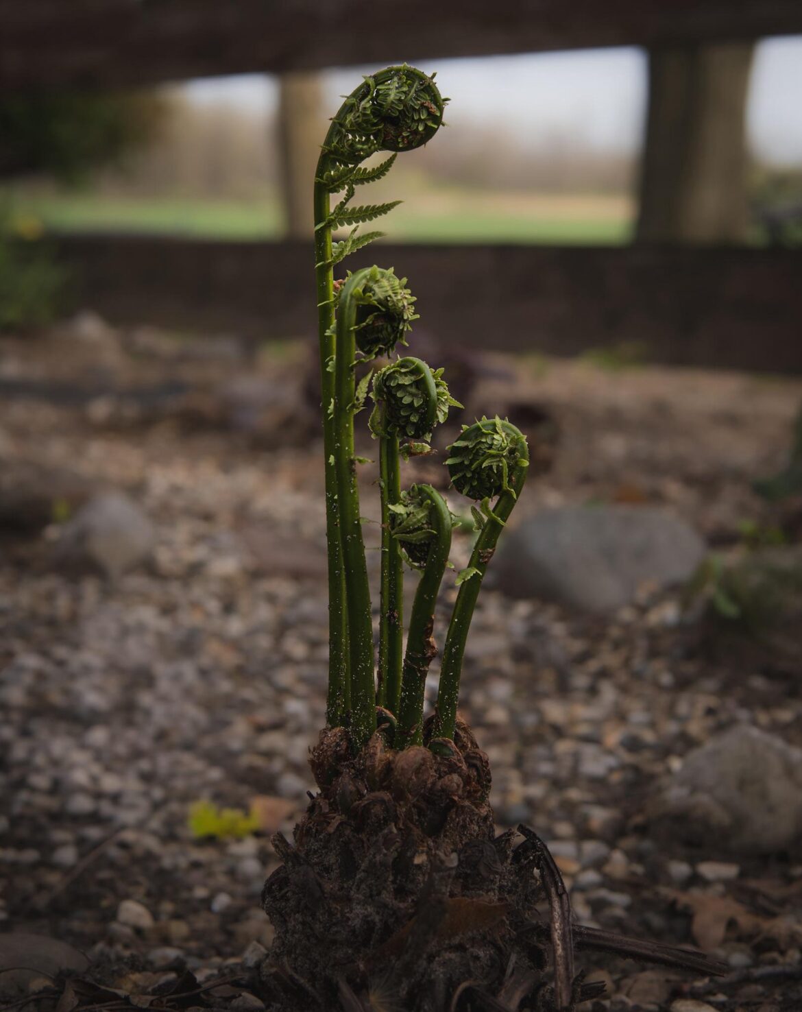 Ferns emerging for the season