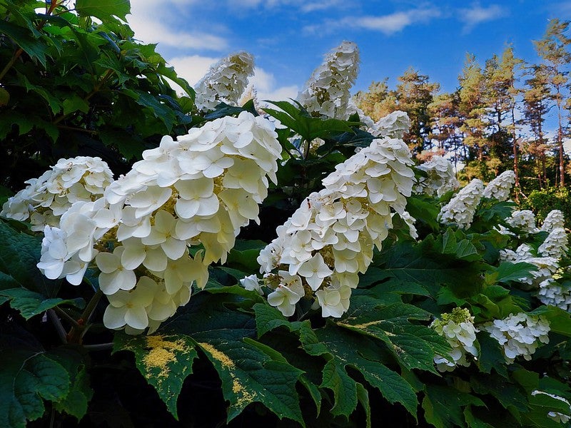 Clusters of white hydrangea flowers with broad green leaves, set against a background of trees and a blue sky with clouds.