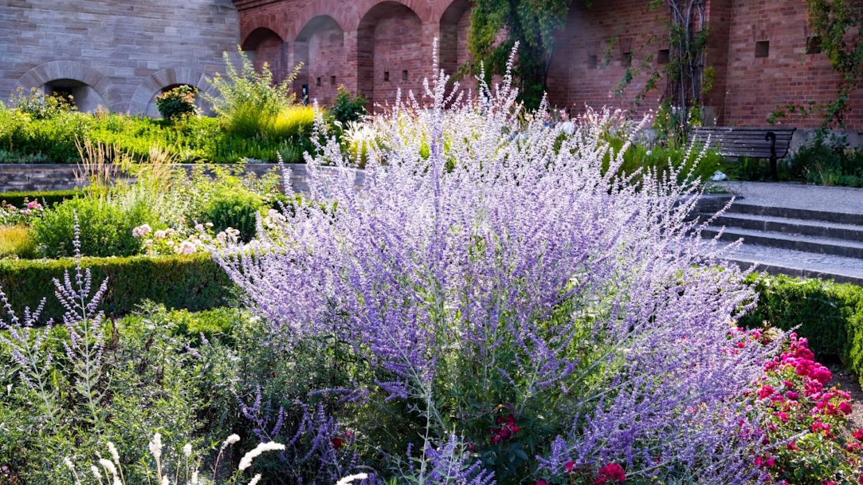 Salvia yangii, previously known as Perovskia atriplicifolia, and commonly called Russian sage in a garden with a brick wall