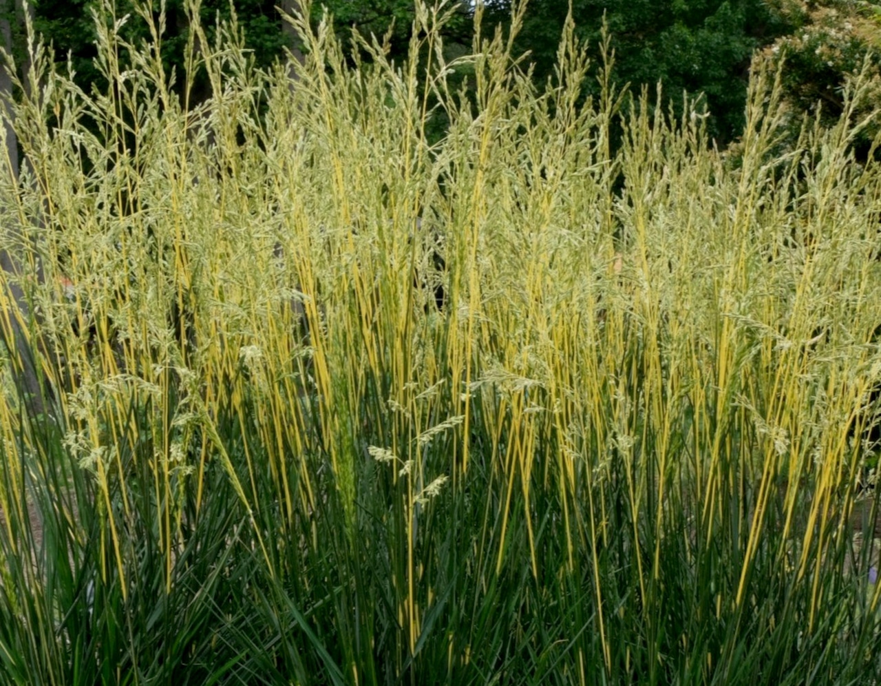 Fescue Glow Sticks