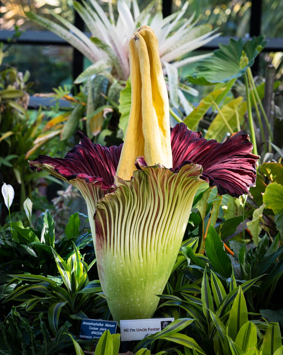 amorphophallus, commonly known as the corpse flower due to its distinctive odor, is known for its dramatic and rare blooms
