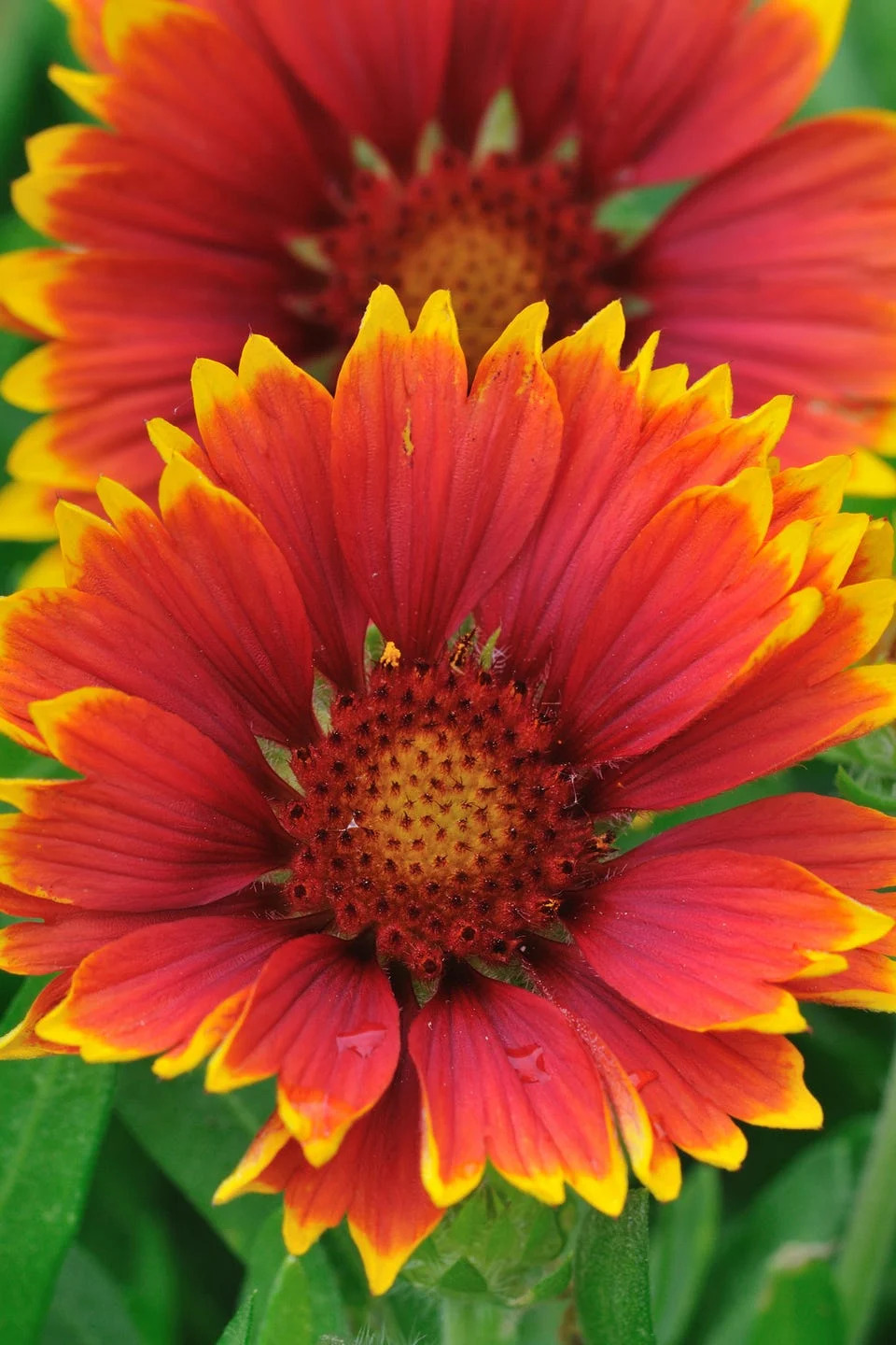 summer flowers, close up of gaillardia flower