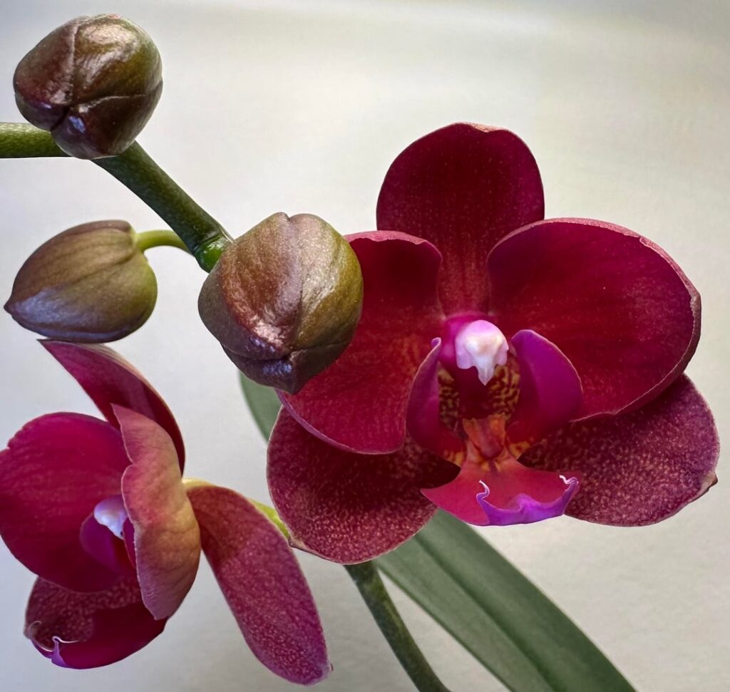 My colour changing phal