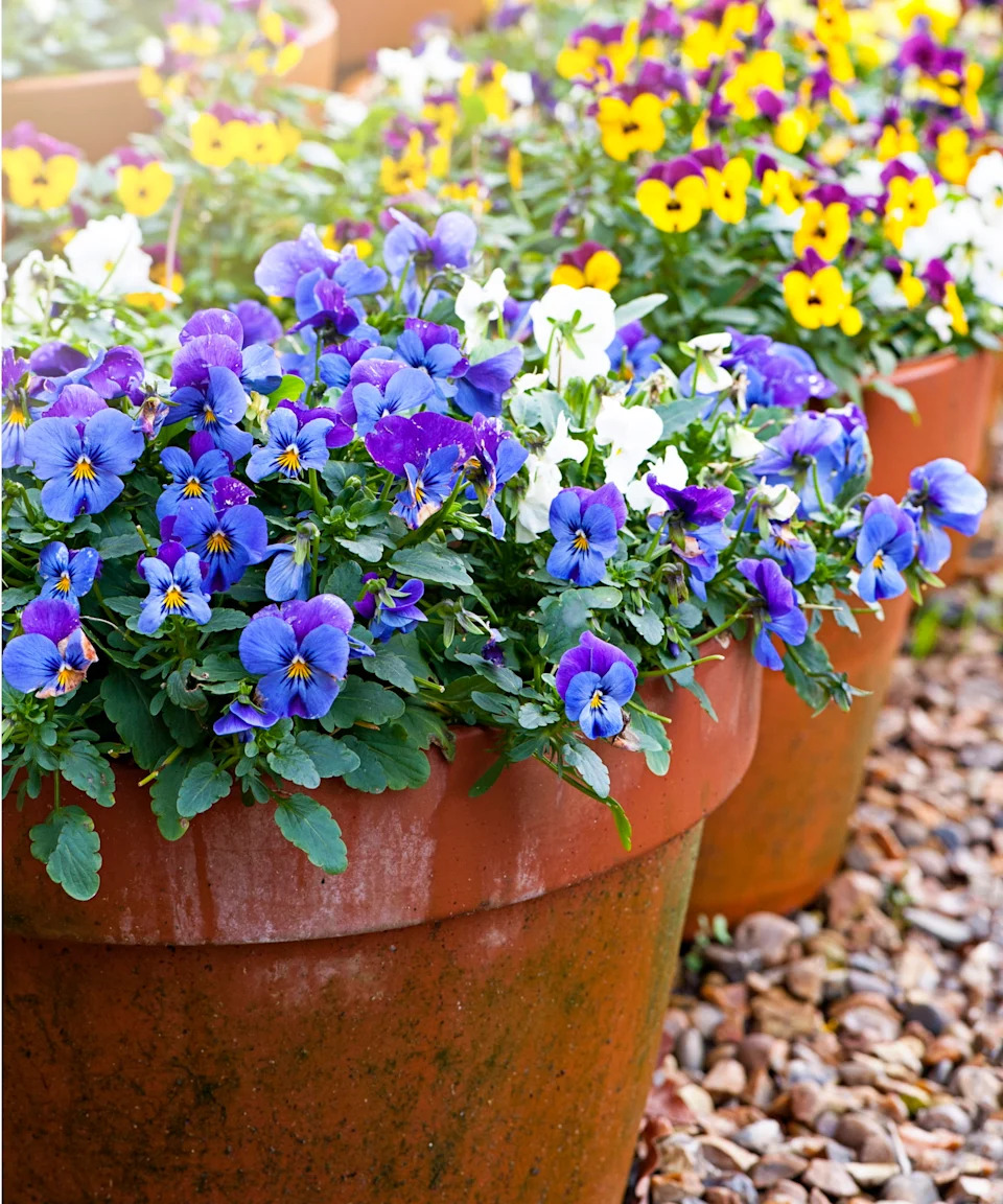 Spring flowers for pots