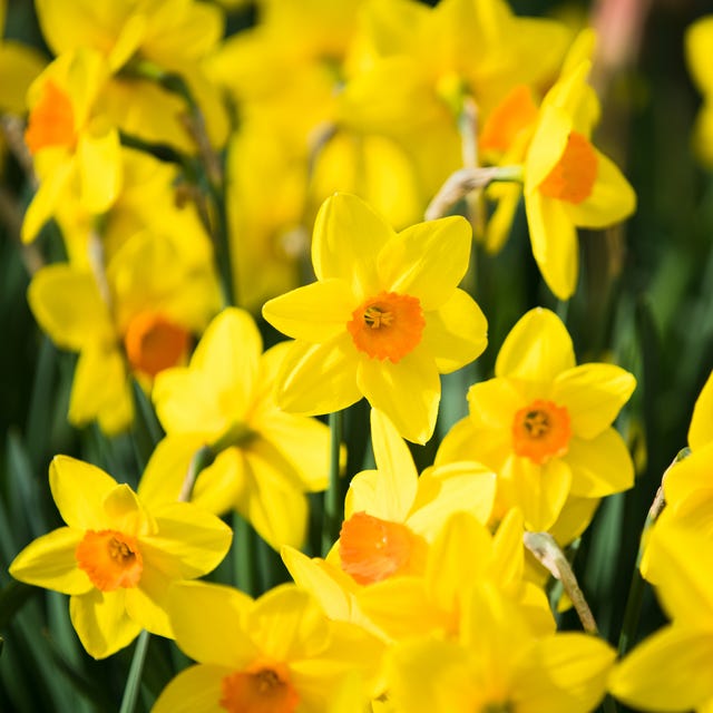 Daffodils during spring in Queenstown, New Zealand. is it okay to pick someone elses flowers- Daffodils during spring in Queenstown, New Zealand.