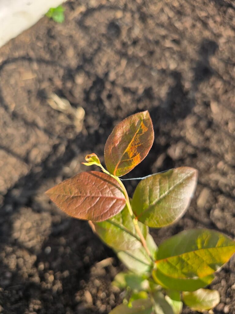 Red leaves on blueberry plant Red leaves on blueberry plant