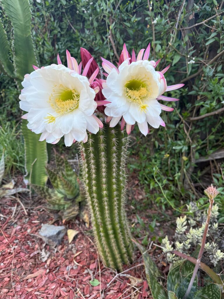 Spring blooms