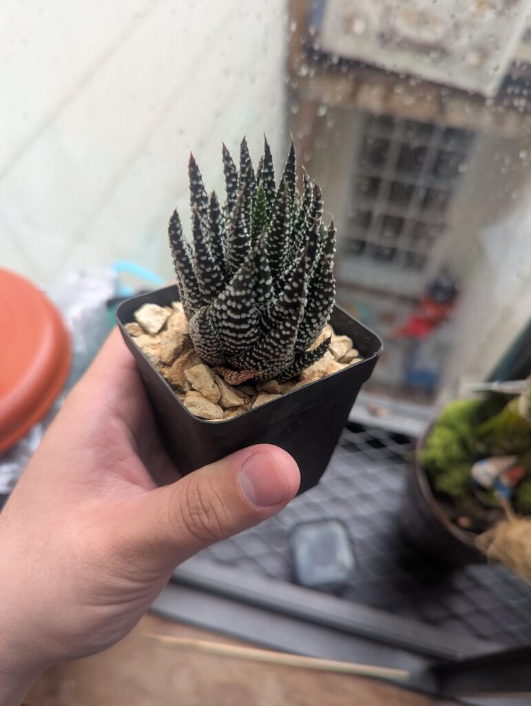 Could I get an id/confirmation of id for these guys?