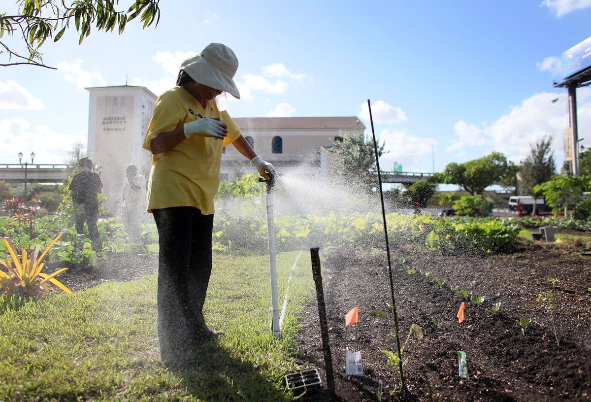 It’s the spring growing season once again - but experts say gardening can do more for you than just stock your pantry (Getty Images)