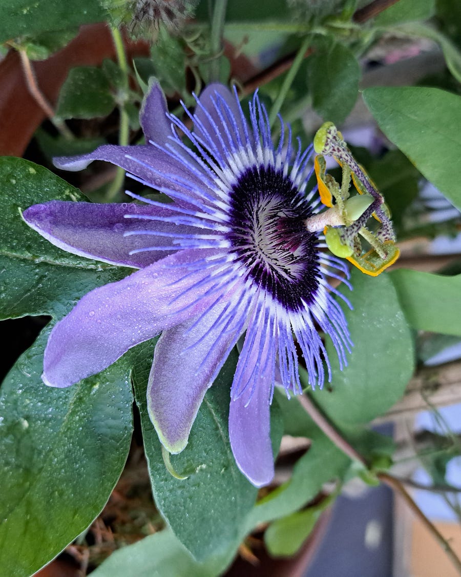 closeup of a purple flower with elongated petals and green leaves
