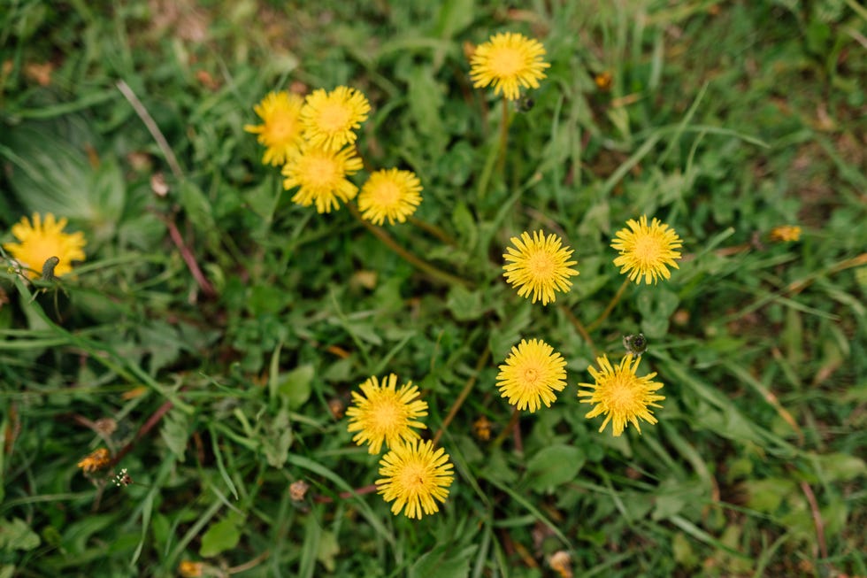 boiling water for weeds
