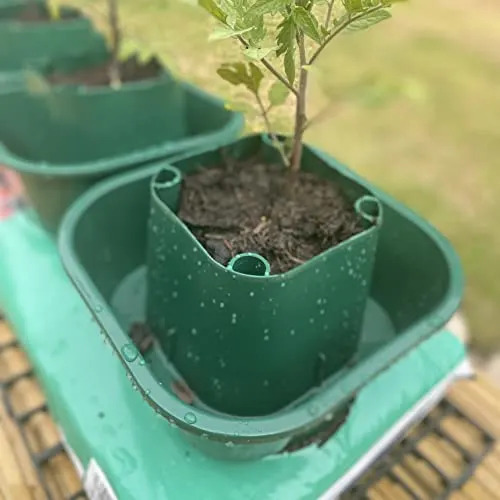 Are you planting tomatoes too early?
