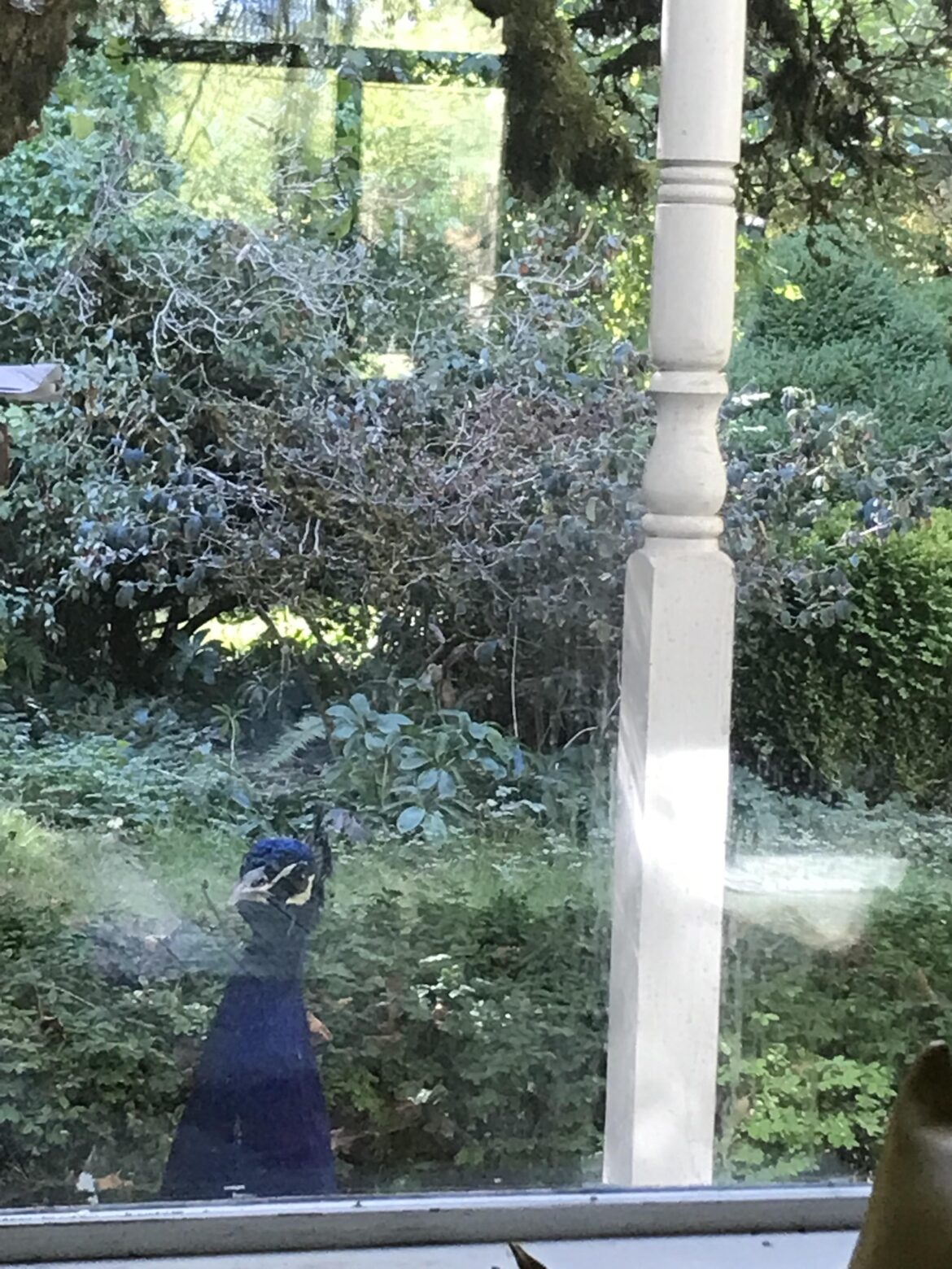 Dude pecks at the window when he's hungry.