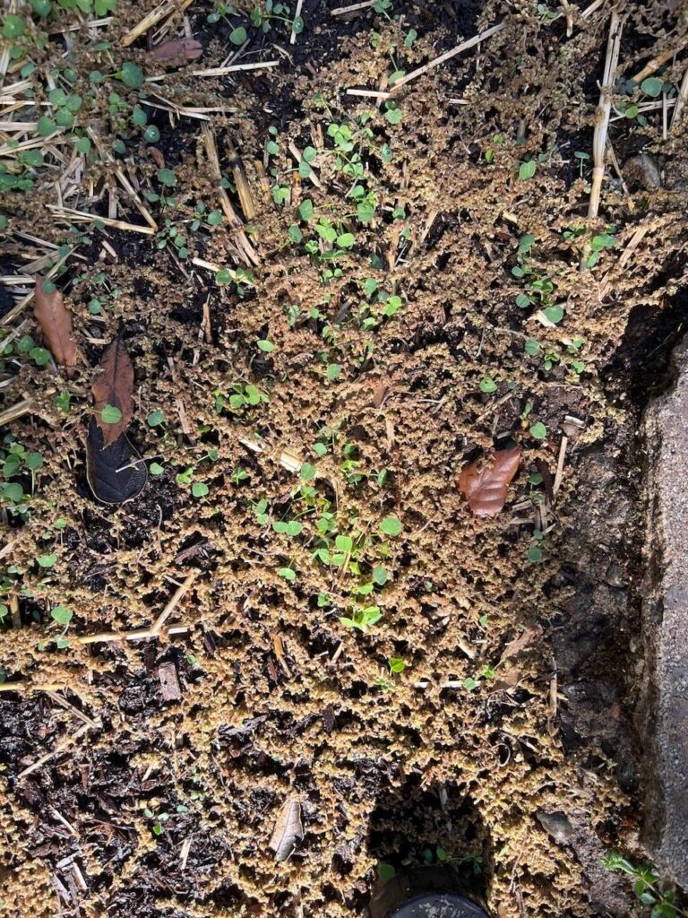 Remove fallen oak catkins from 3 week old micro clover?