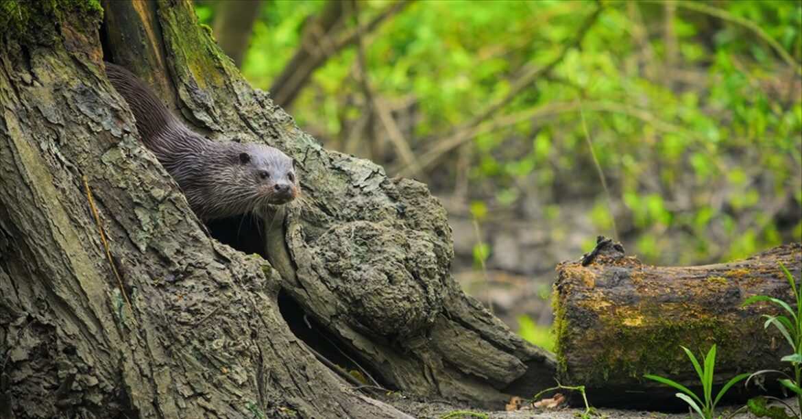 TV review: Secret Garden and Sam and Ade Go Birding TV review: Secret Garden and Sam and Ade Go Birding