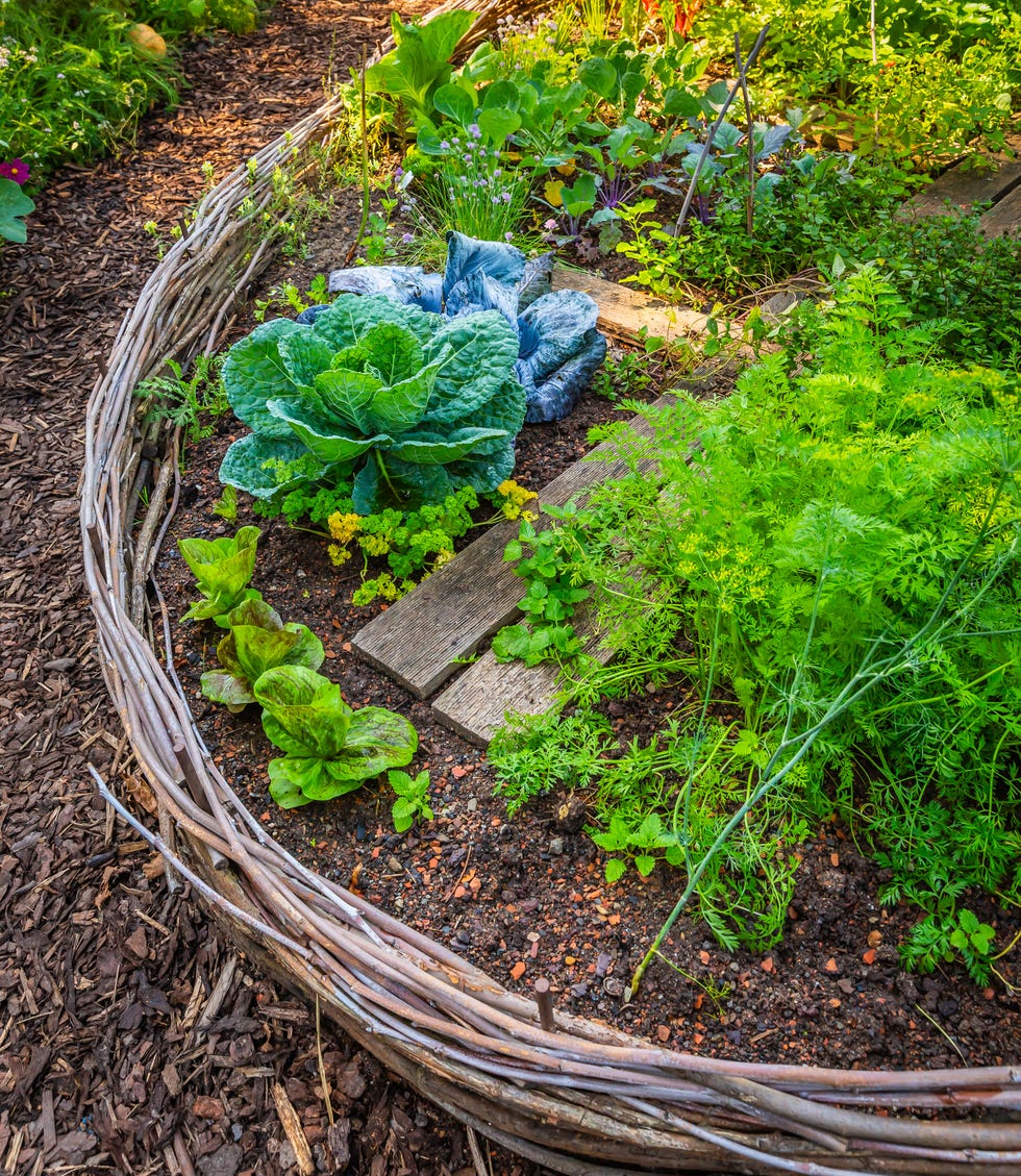 Natural raised bed with vegetables and herbs surrounded by woven willow