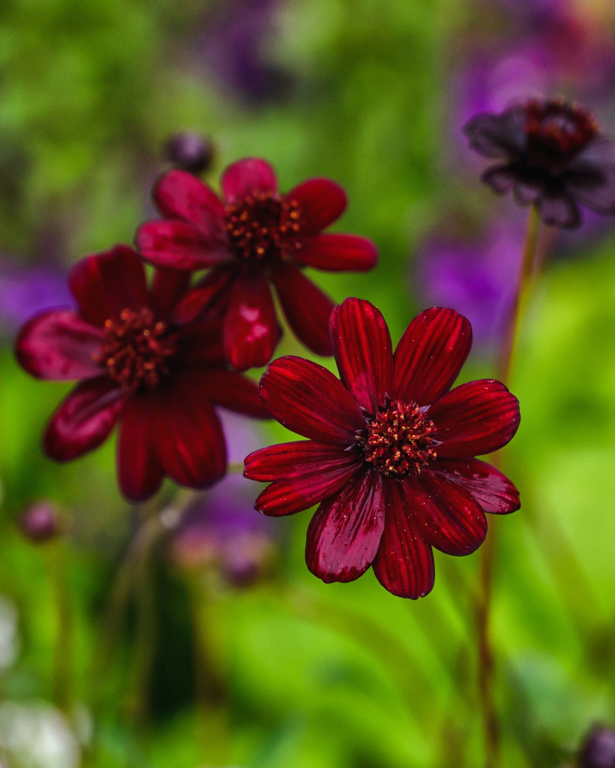 red flowers with a blurred green background