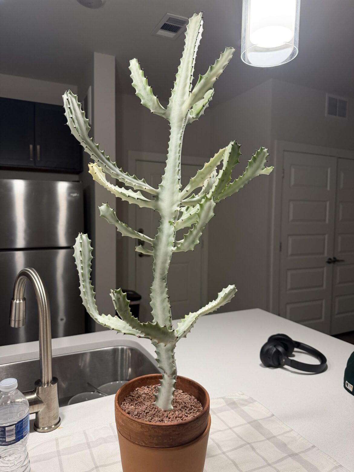 My First Plant “Ghost Cactus”