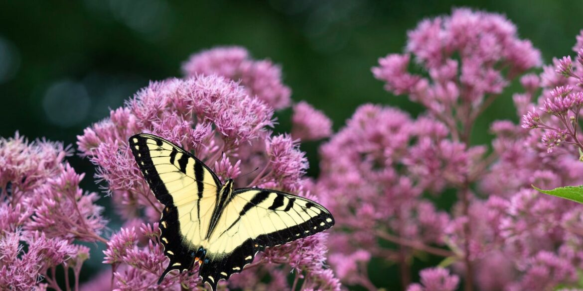 Best Native Swaps for Butterfly Bush by Region