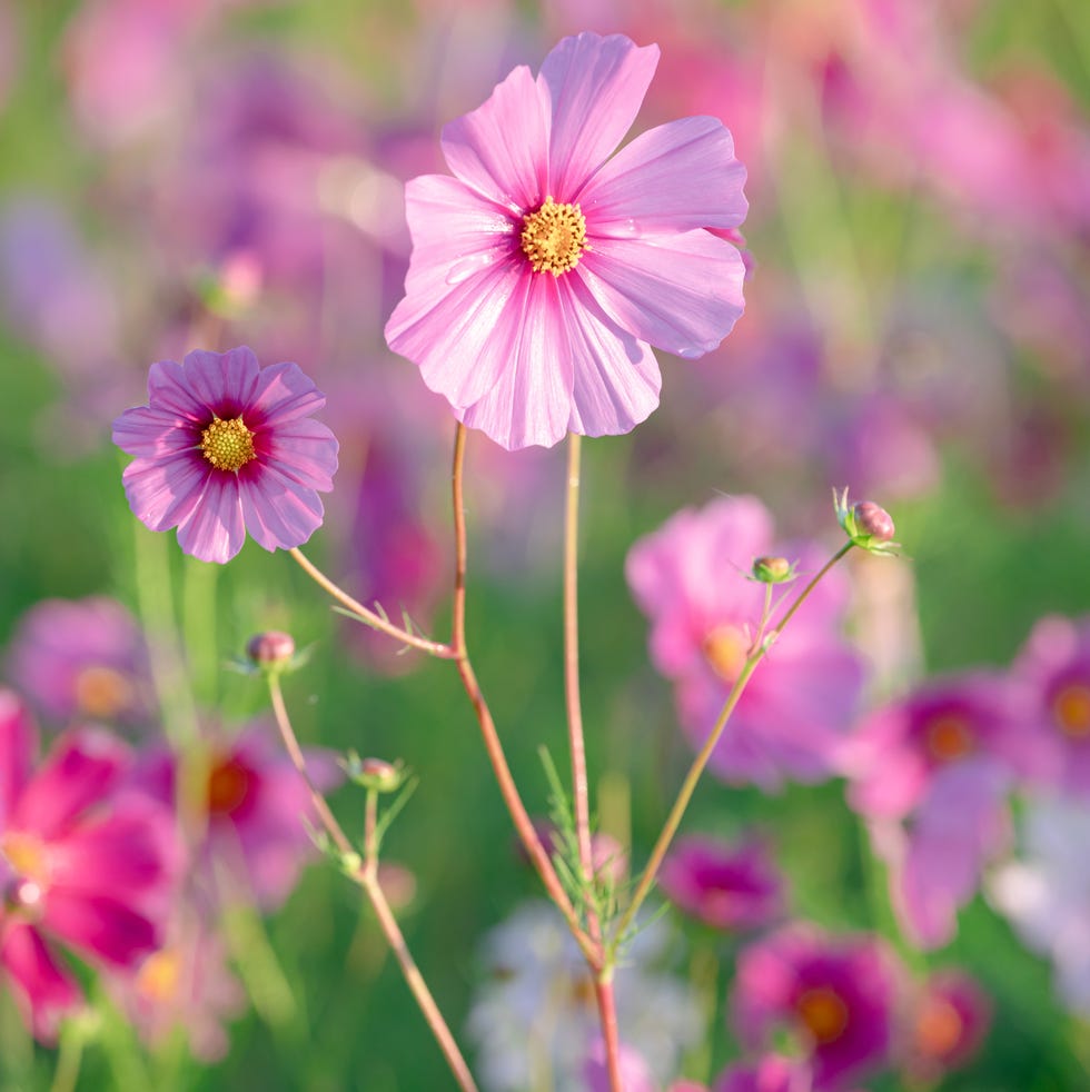 Field of pink cosmos flowers with green foliage in the background field of pink cosmos flowers with green foliage in the background