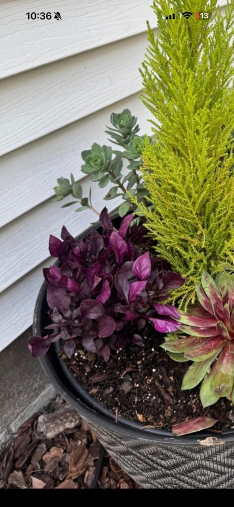 Help identifying purple plant in this planter
