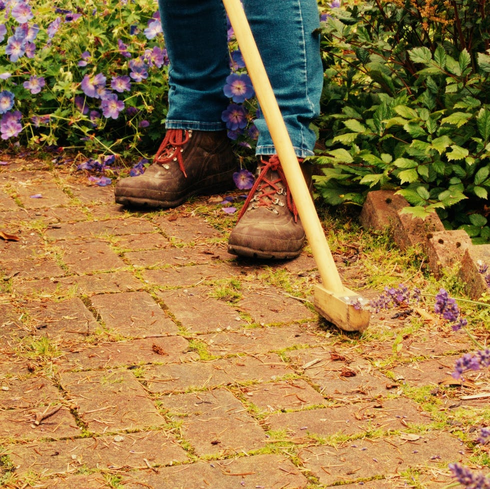 woman clearing moss and small weeds from between the pavers in her garden path. woman clearing moss and small weeds from between the pavers in her garden path