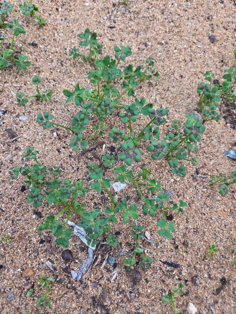 Oxalis Corniculata eradication help! 🚫☘️⛔️ Oxalis Corniculata eradication help! 🚫☘️⛔️