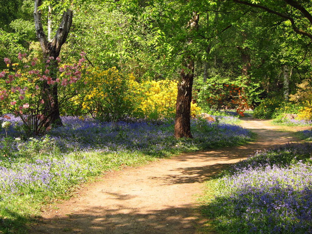 a sun dappled walkway bordered by fields of bluebells and trees