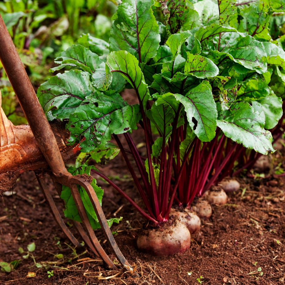 fresh beetroot being farmed