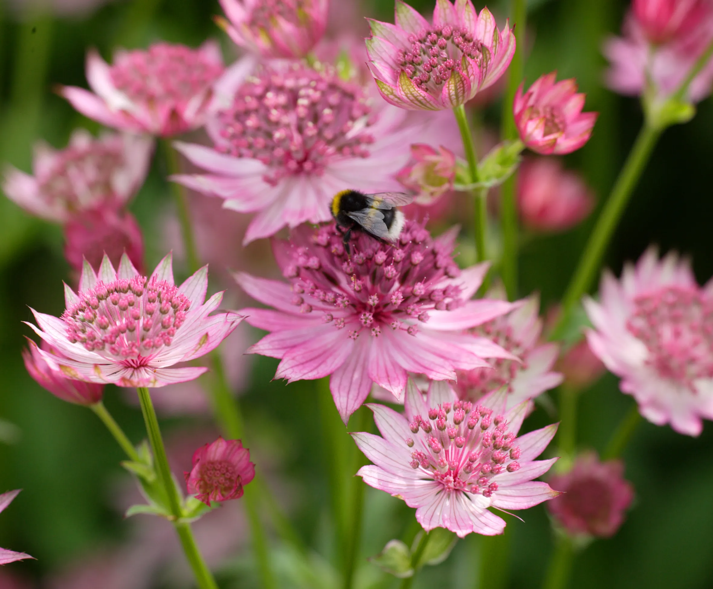 A bumble bee on a pink Astrantia major Roma flower at Wisley Royal Horticultural Gardens.