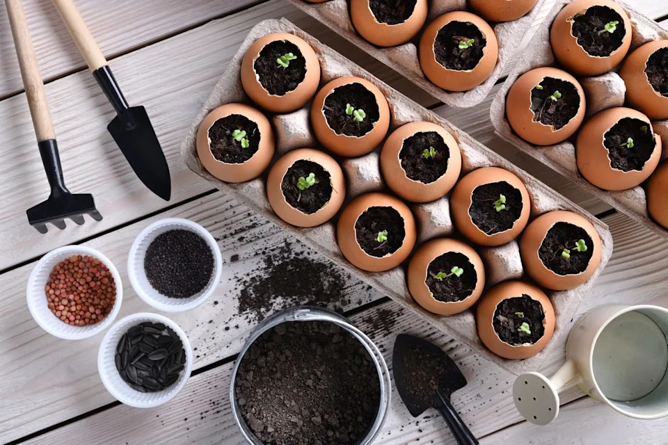 Green sprout growing out from soil in eggshells on table in the garden
