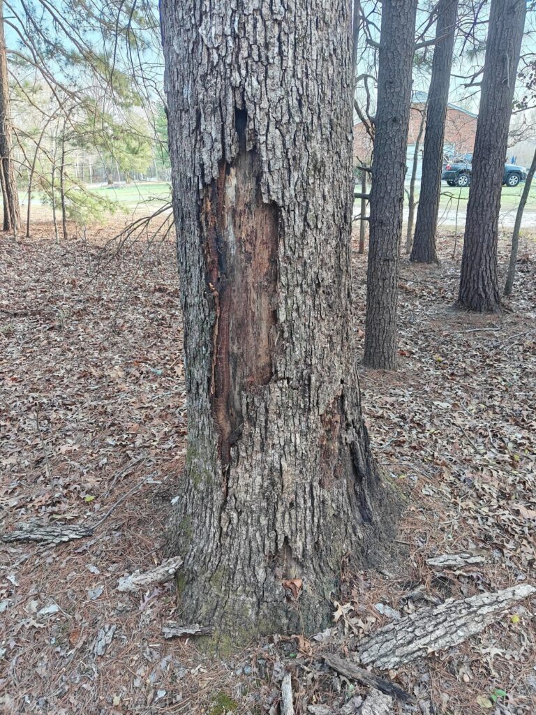 Tree near Richmond VA losing bark at bottom. Thought it was dead but it’s budding now? Tree near Richmond VA losing bark at bottom. Thought it was dead but it's budding now?