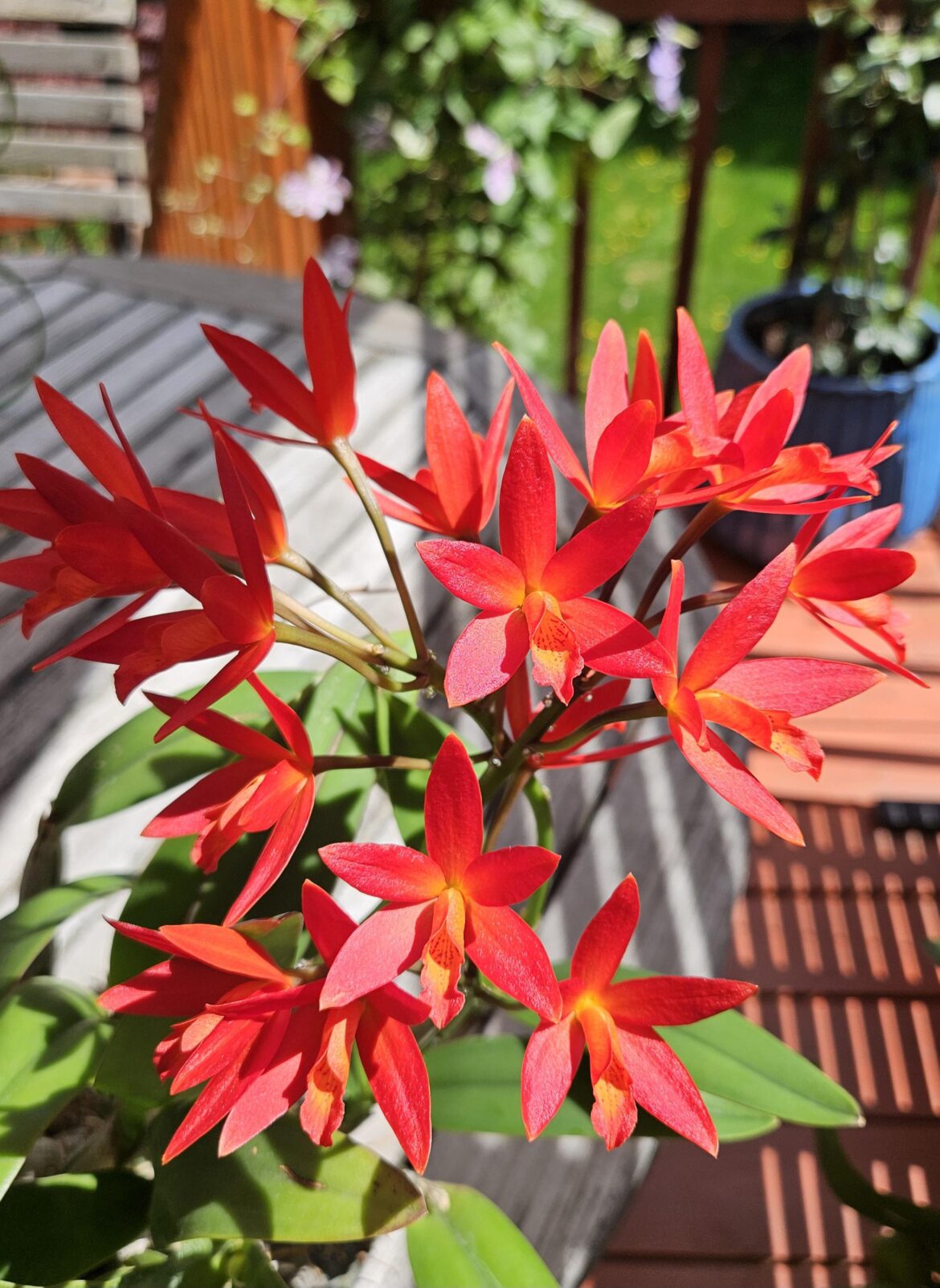 Cattlianthe Rojo