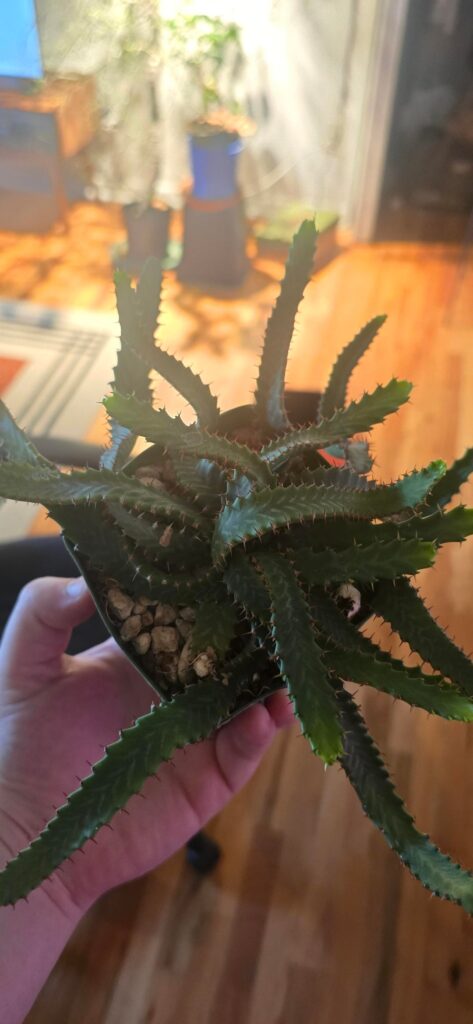 Stellata got upgraded to a 1 gallon