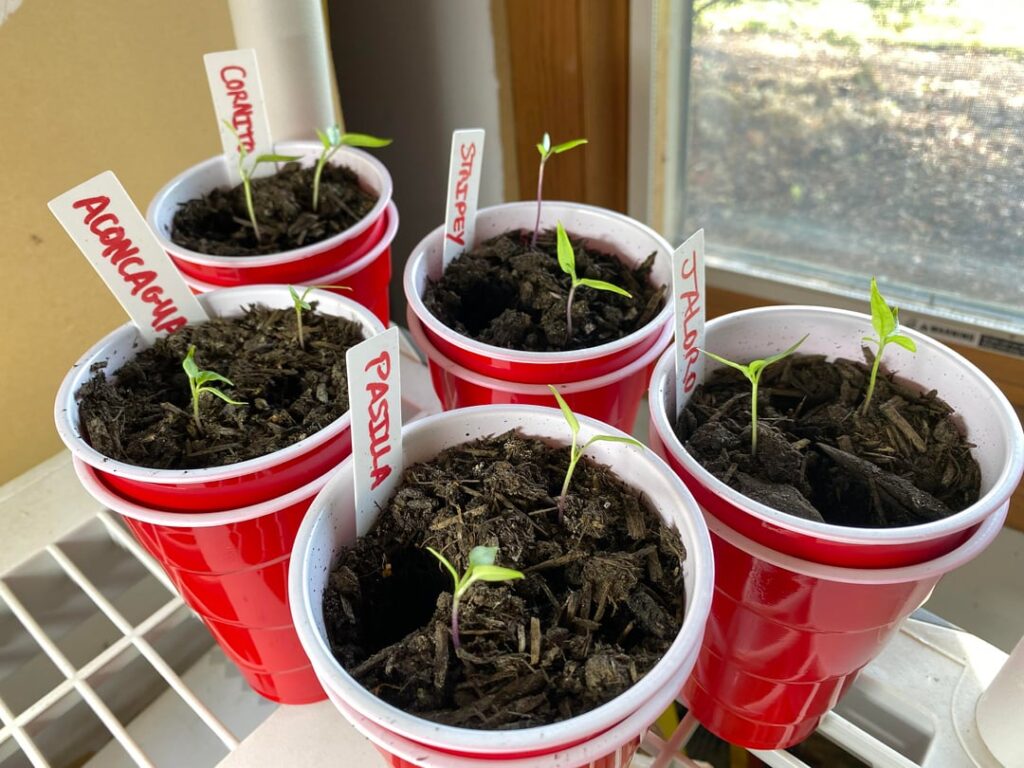 Pepper seedlings near a dark window are doing better than the ones under a light? Pepper seedlings near a dark window are doing better than the ones under a light?