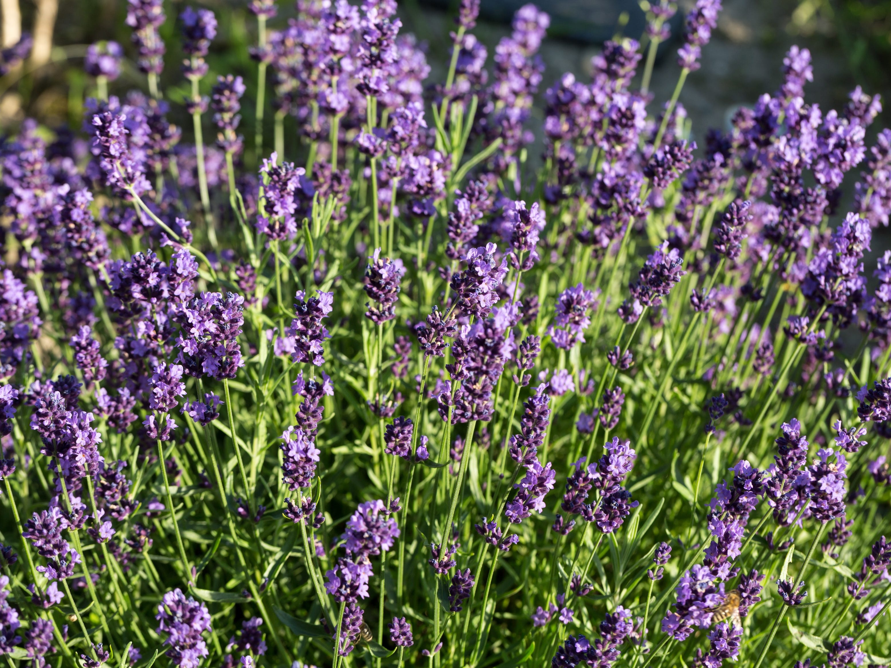 shrubs that thrive in pots