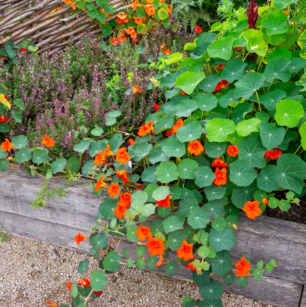 annual nasturtiums in a mixed bed of herbs and flowers in late summer. annual nasturtiums in a mixed bed of herbs and flowers in late summer.