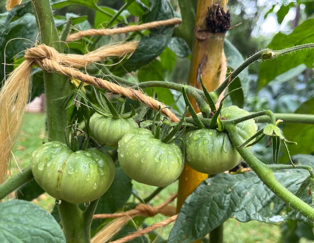 Tomatoes in the Rain Tomatoes in the Rain