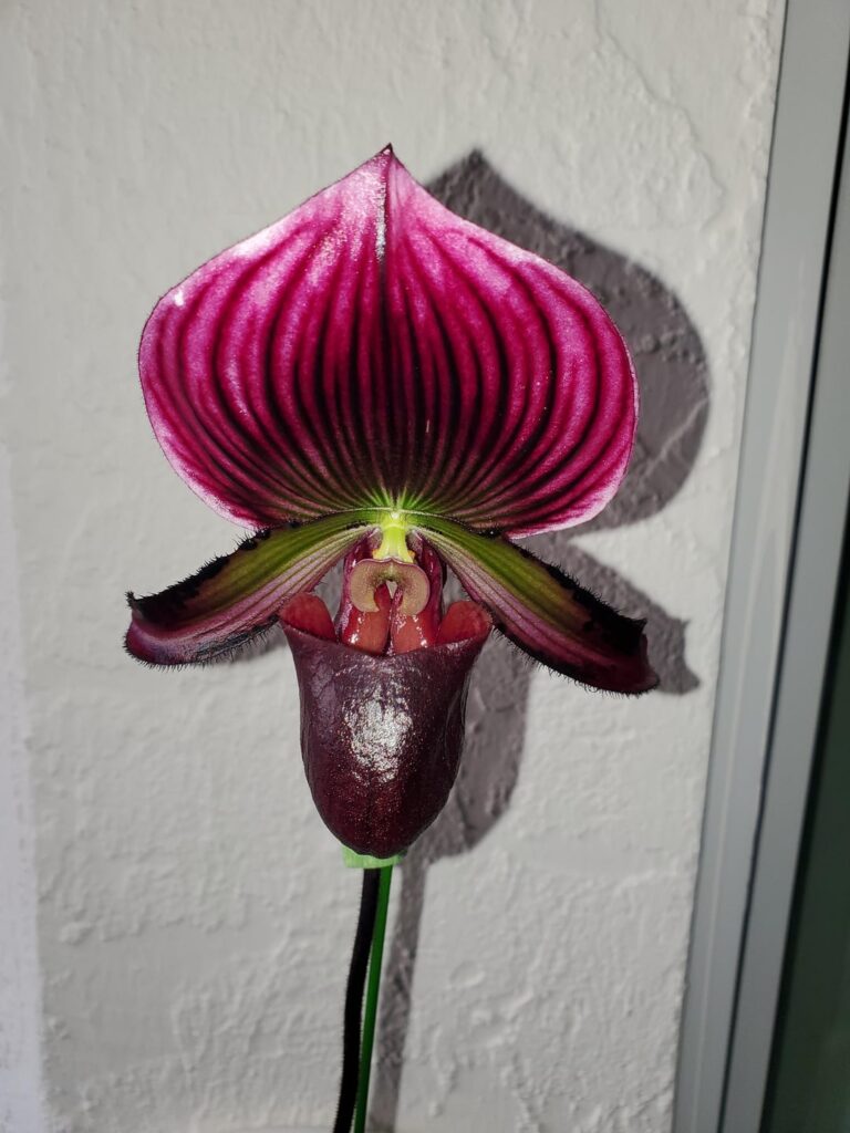 Paphiopedilum Rebloom