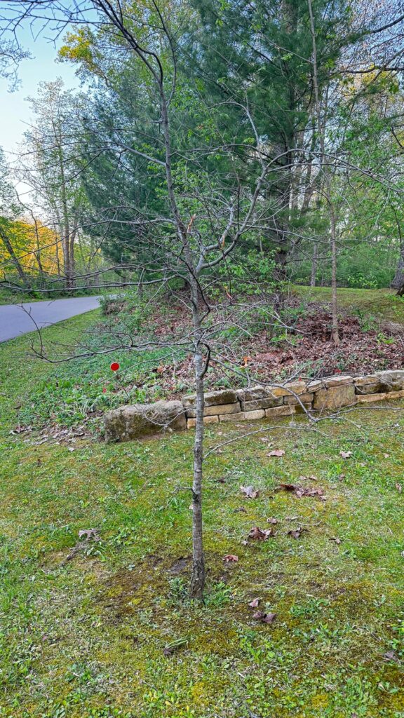 HELP please – 4 Year old Willow Oak has no buds showing. I’m Worried. HELP please - 4 Year old Willow Oak has no buds showing. I’m Worried.