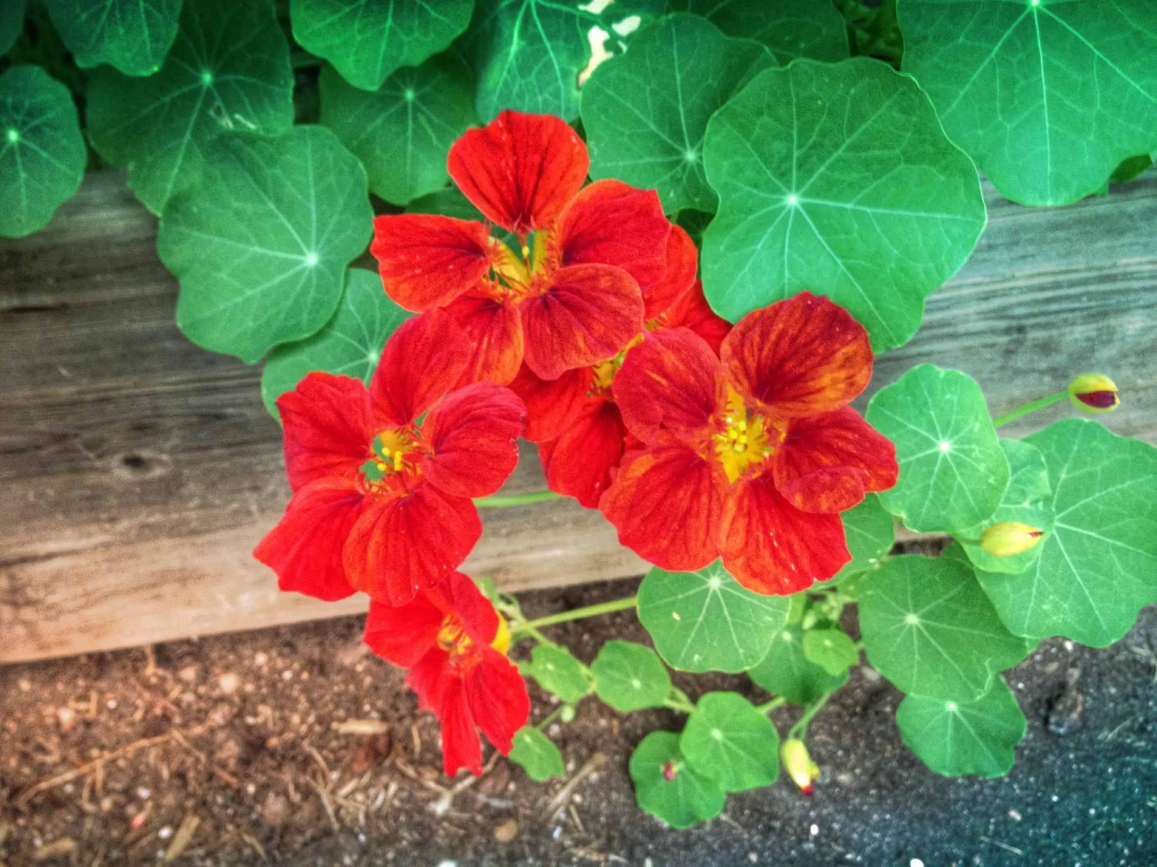 Red nasturtium flowers with green leaves in a garden bed.