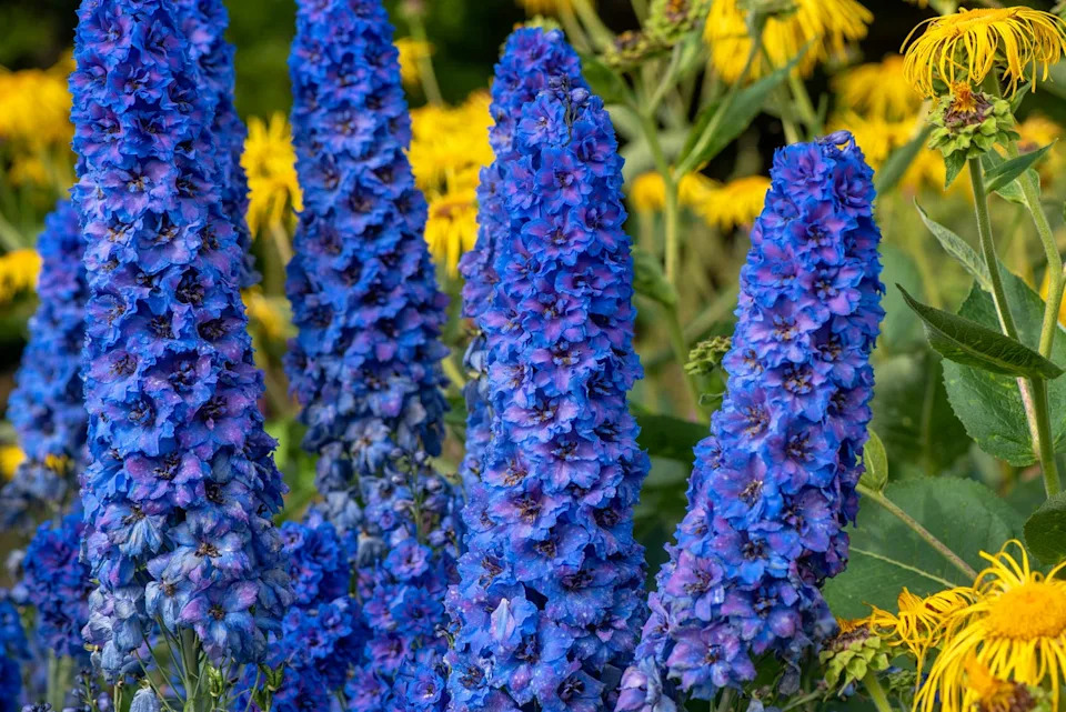 summer flowers, close up of delphiniums outdoors