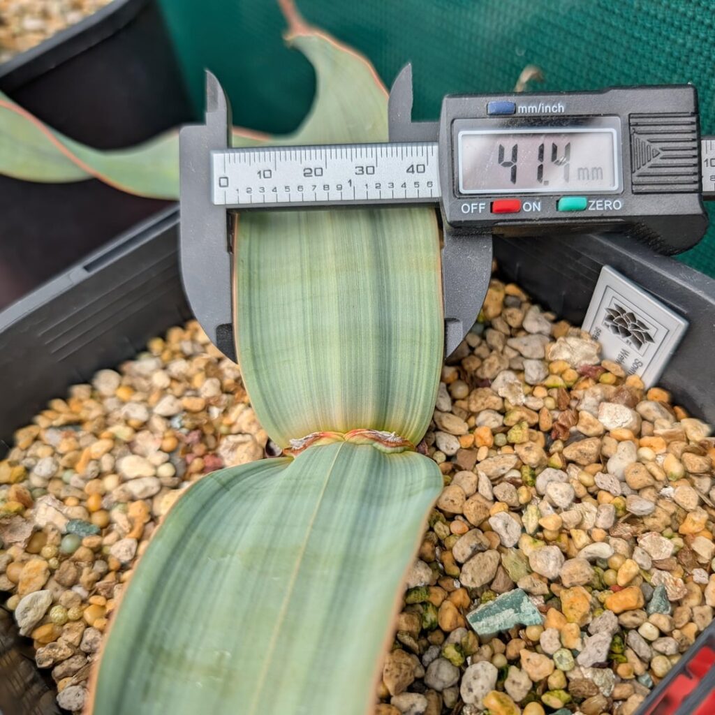 Welwitschia @ 2 years