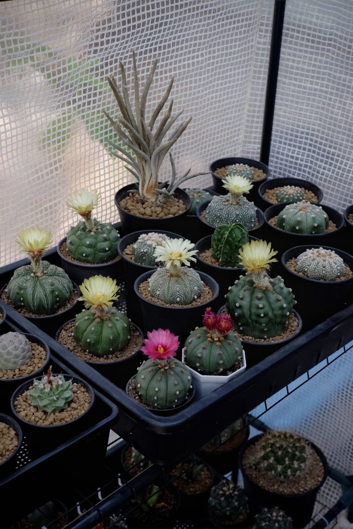 Bloom day hits different 🌵🌼🌸