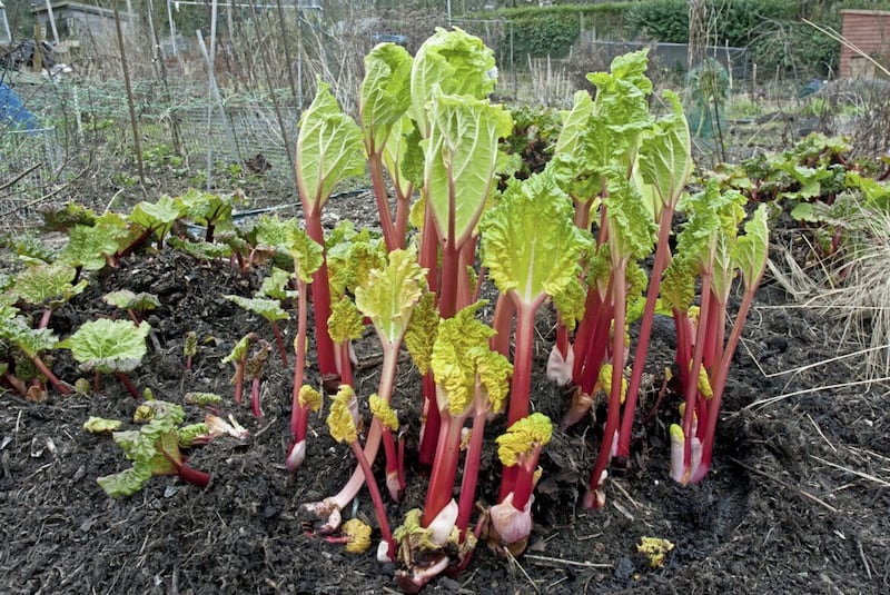 Rhubarb grown from seed