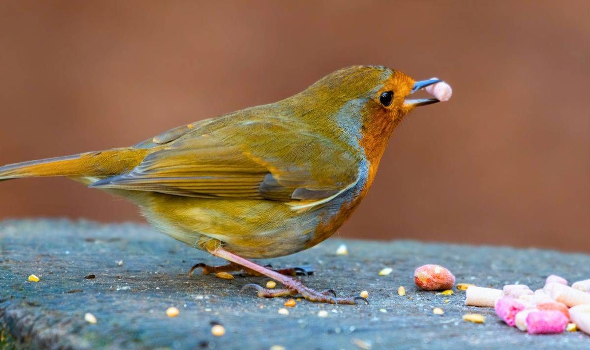 Picture of a robin eating seeds