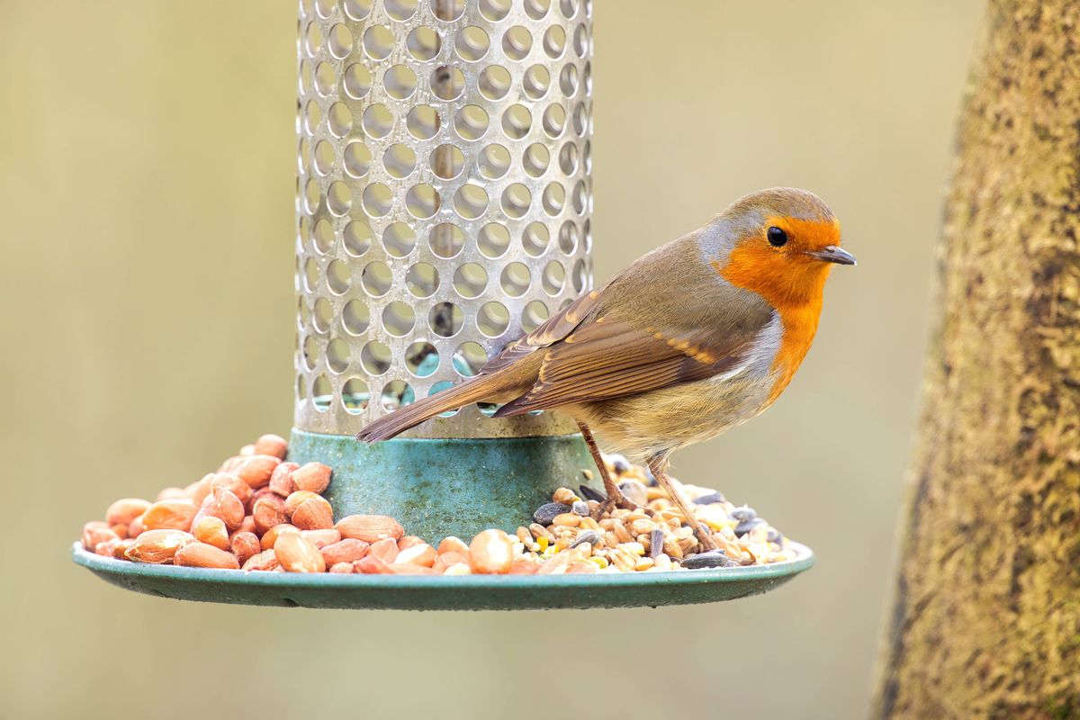 Alert Robin perching on a bird feeder in a Winter garden.