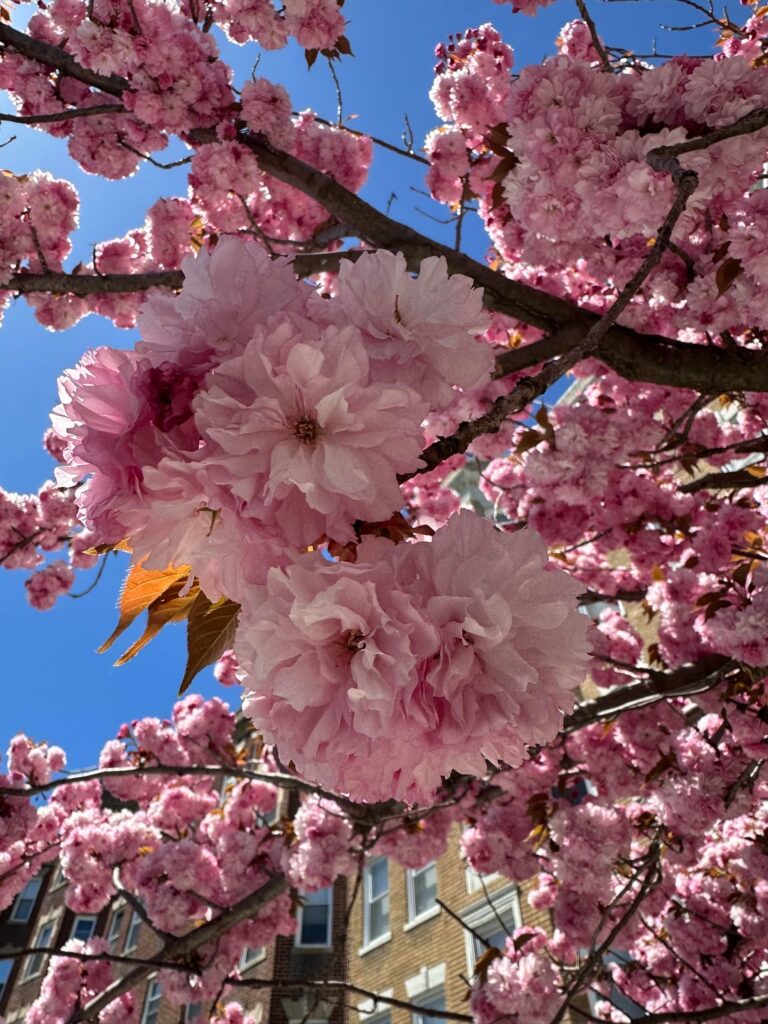 What tree is this?