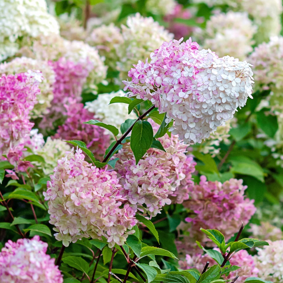 flowering hydrangea paniculata vanille fraise with pink and white blooms
